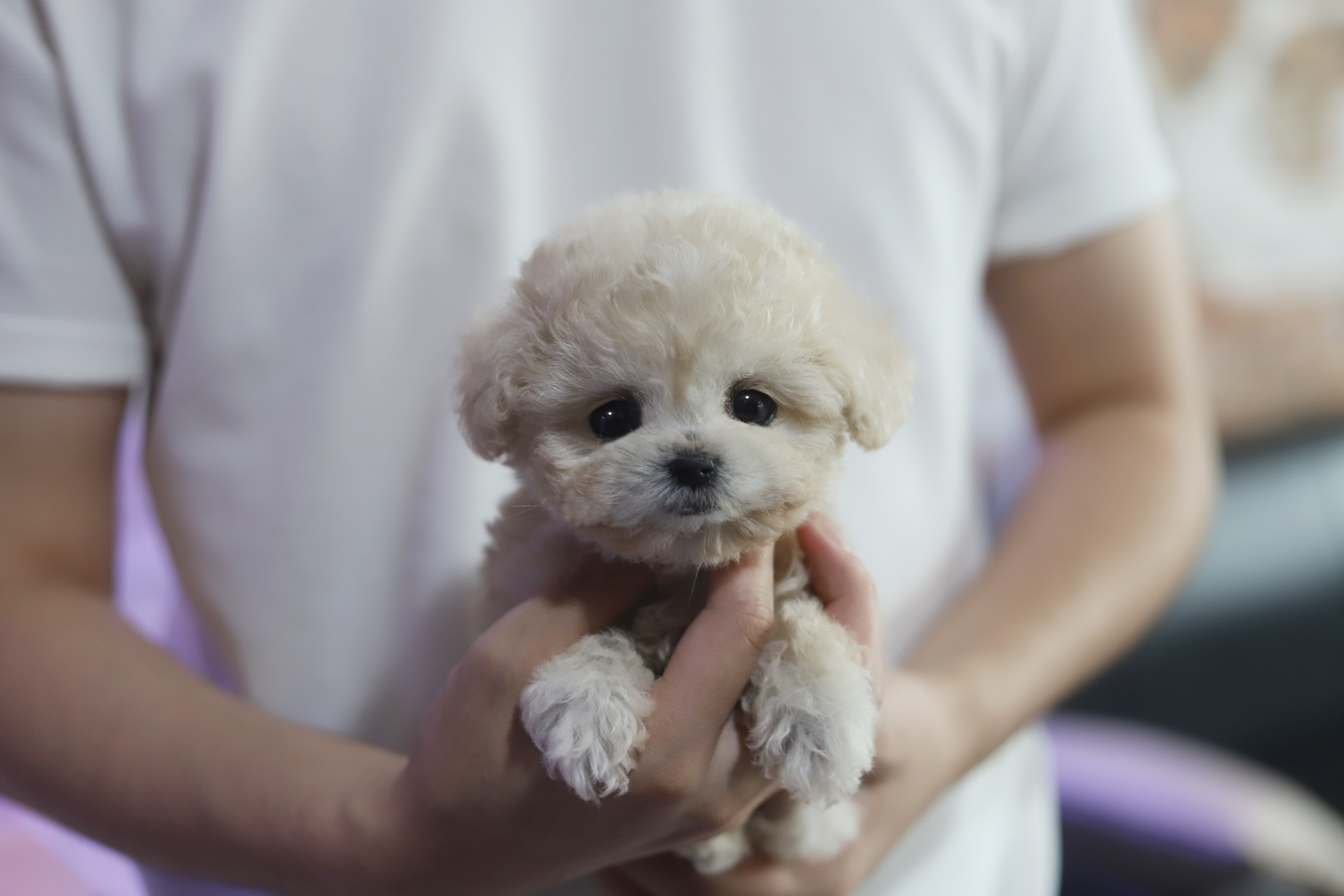 토이푸들 입양합니다