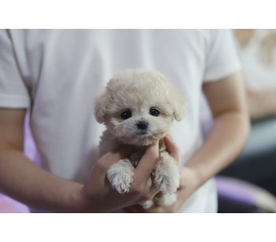 토이푸들 입양합니다