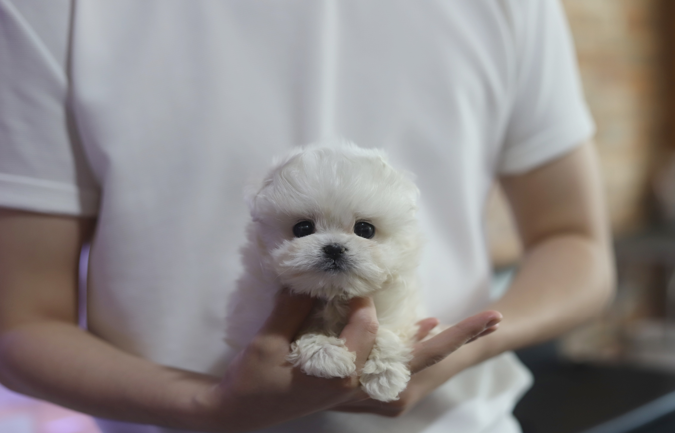 말티푸 입양합니다