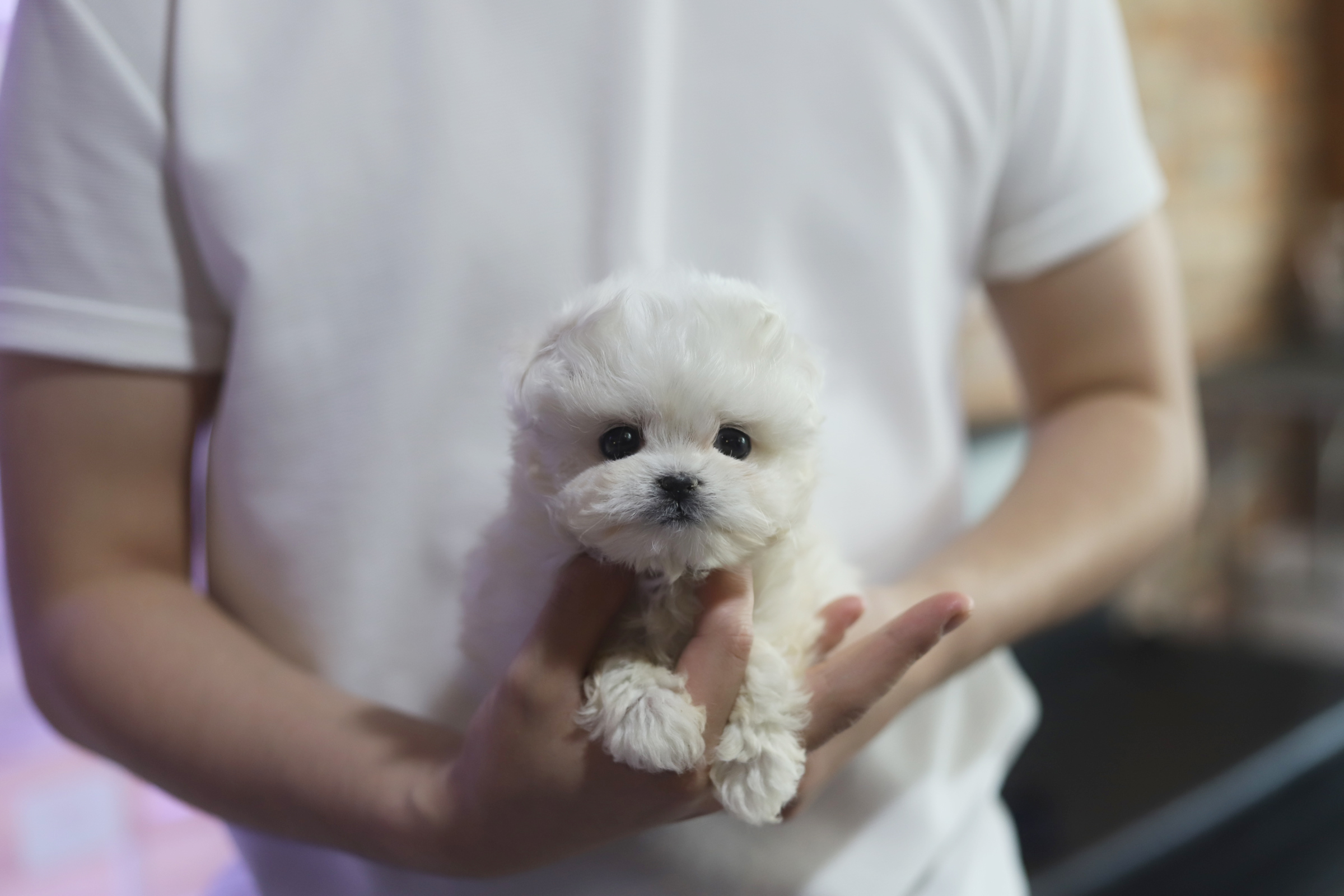 말티푸 입양합니다