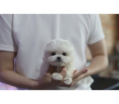 말티푸 입양합니다