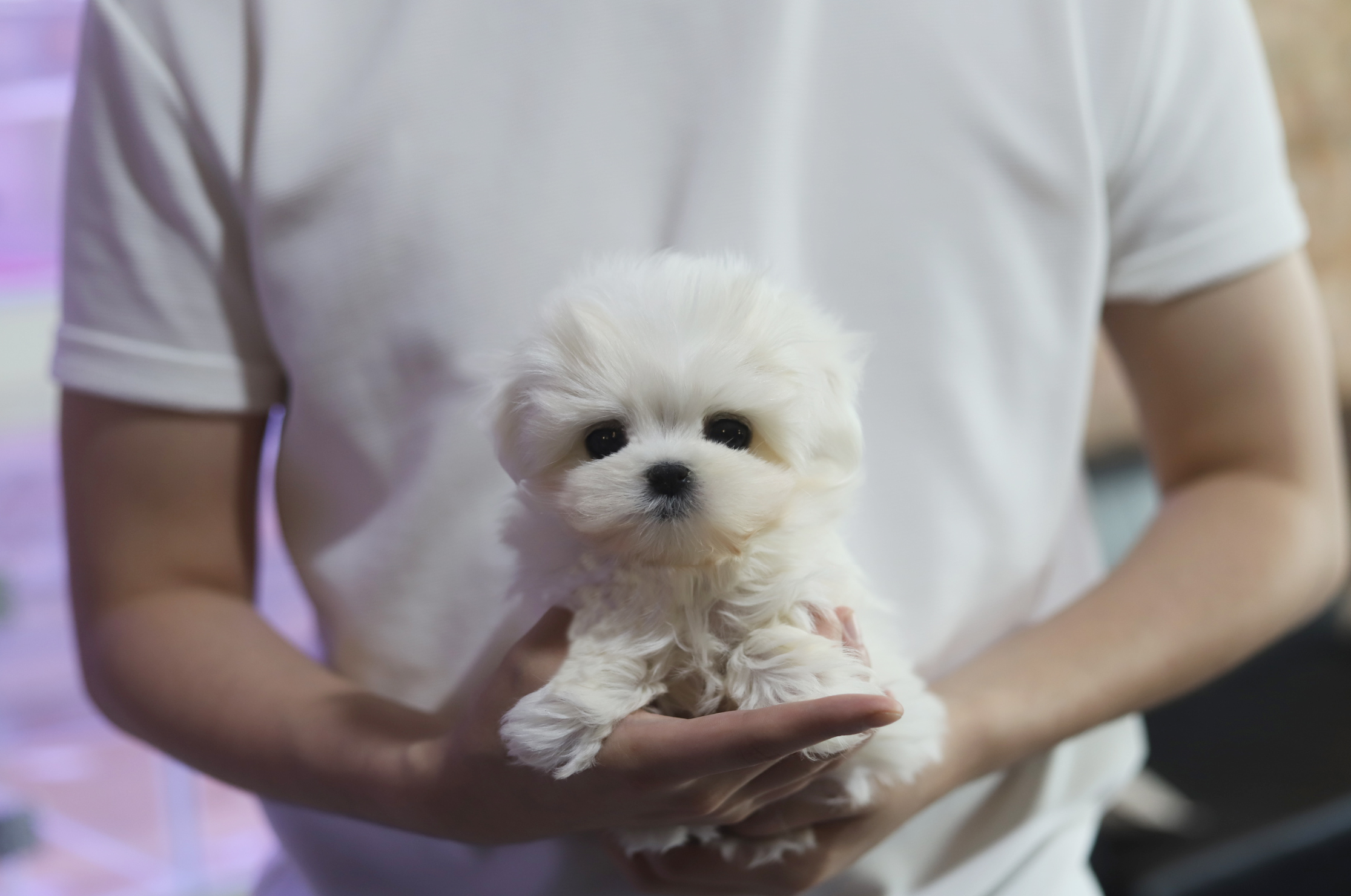 말티즈 입양합니다