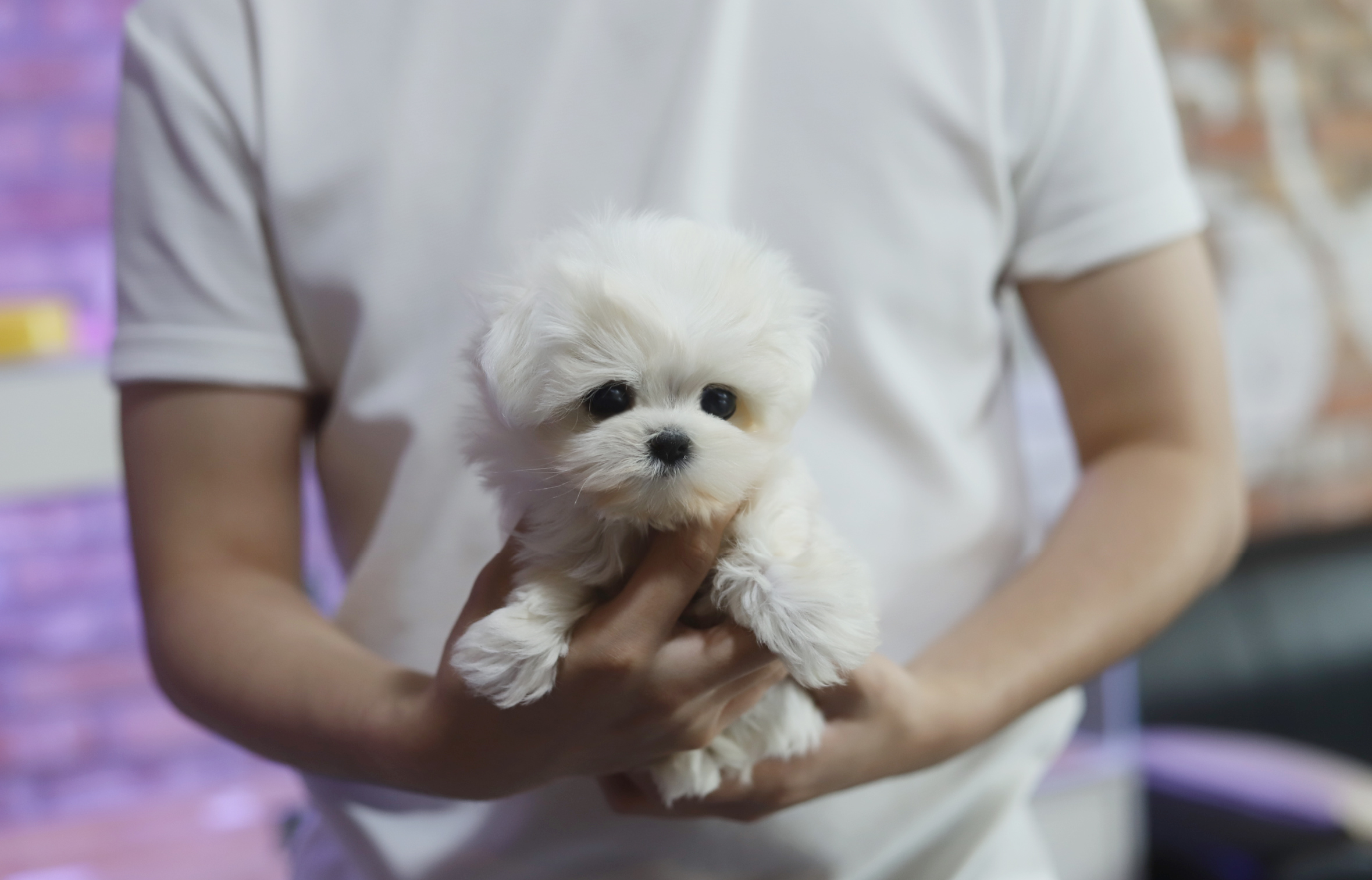 말티즈 입양합니다