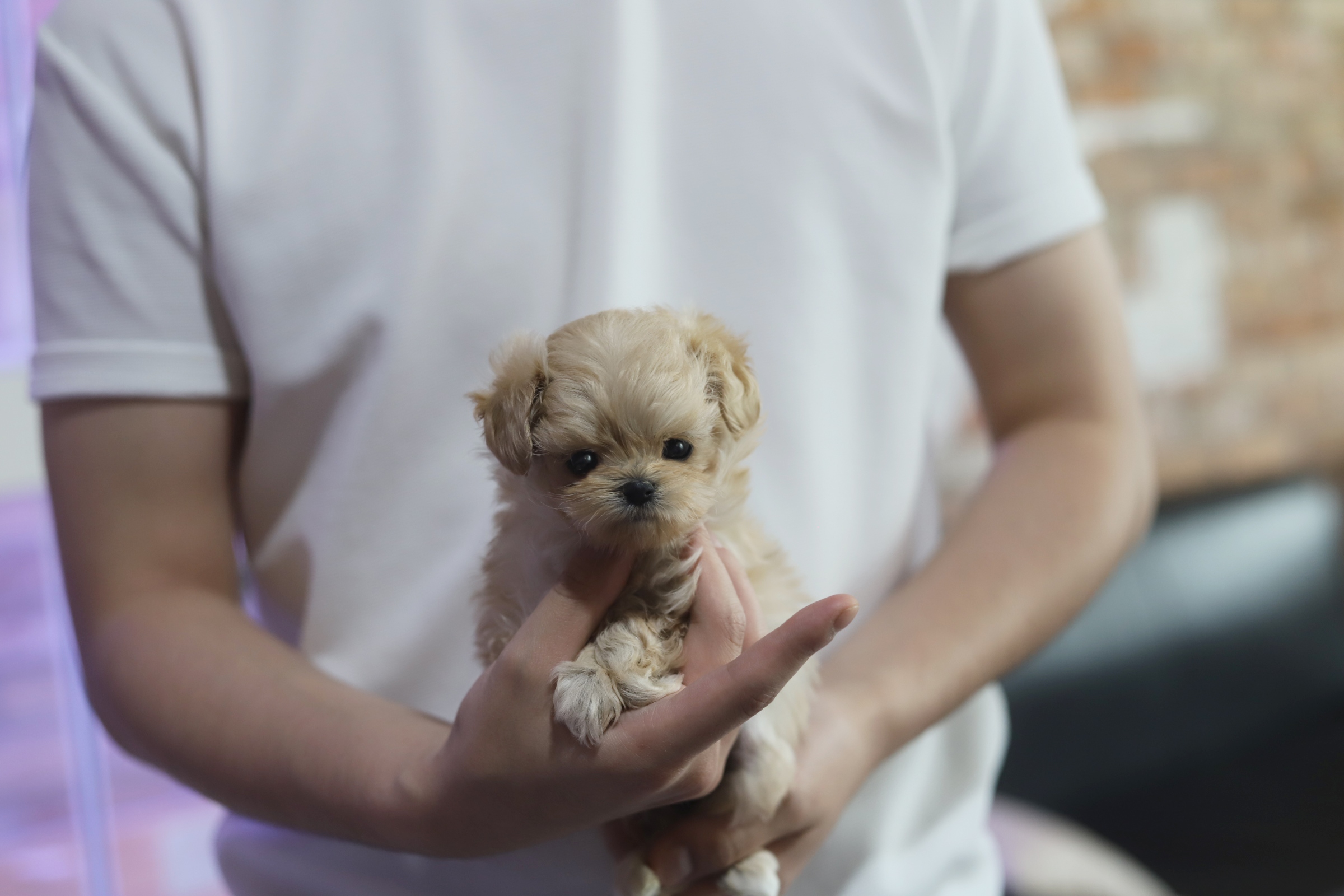 말티푸 입양합니다