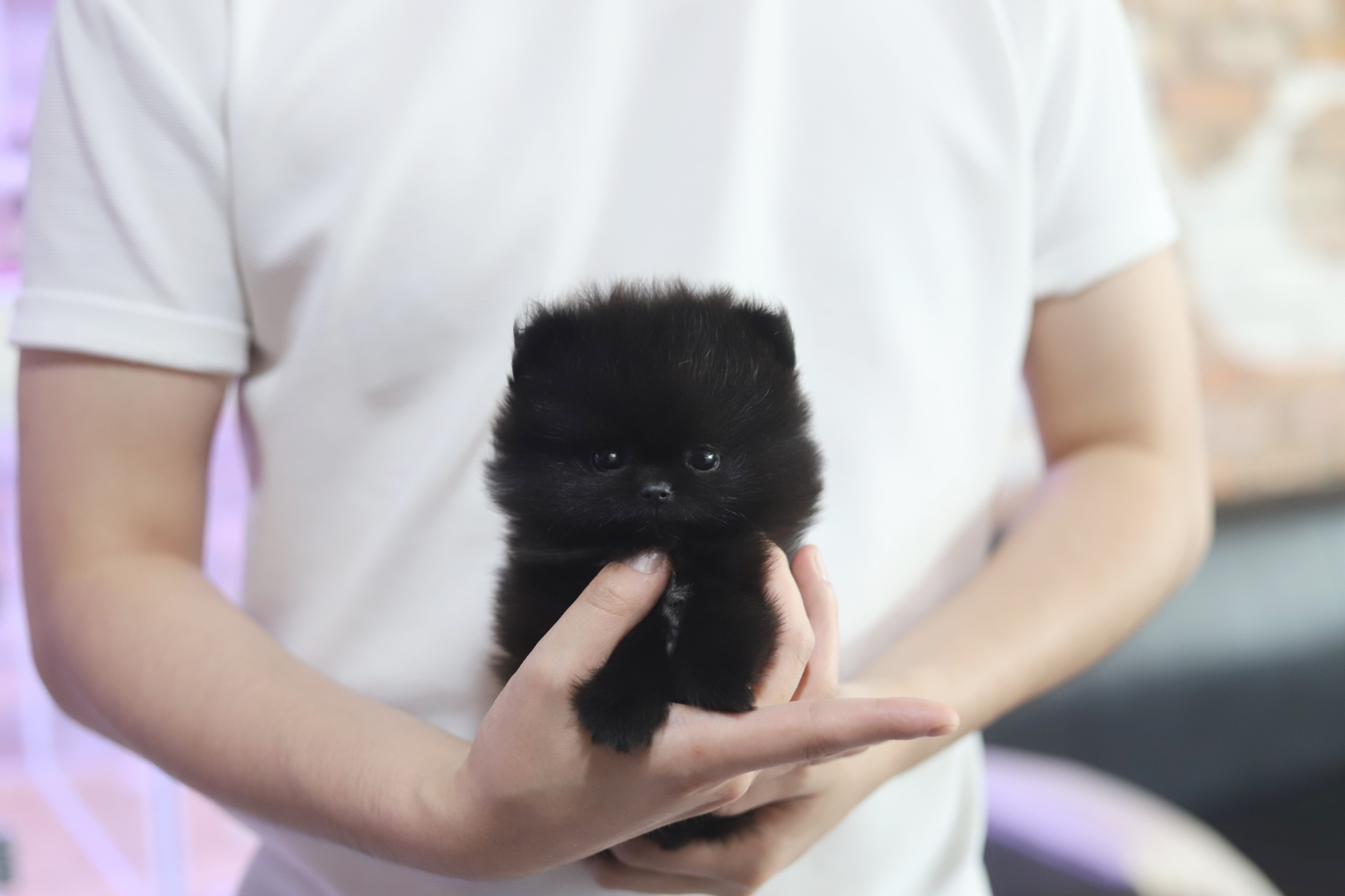 포메라니안 입양합니다