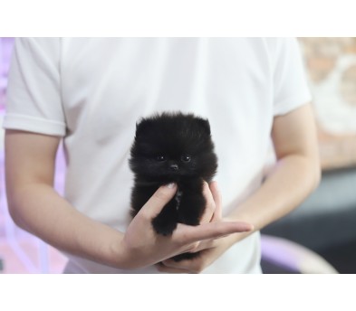 포메라니안 입양합니다