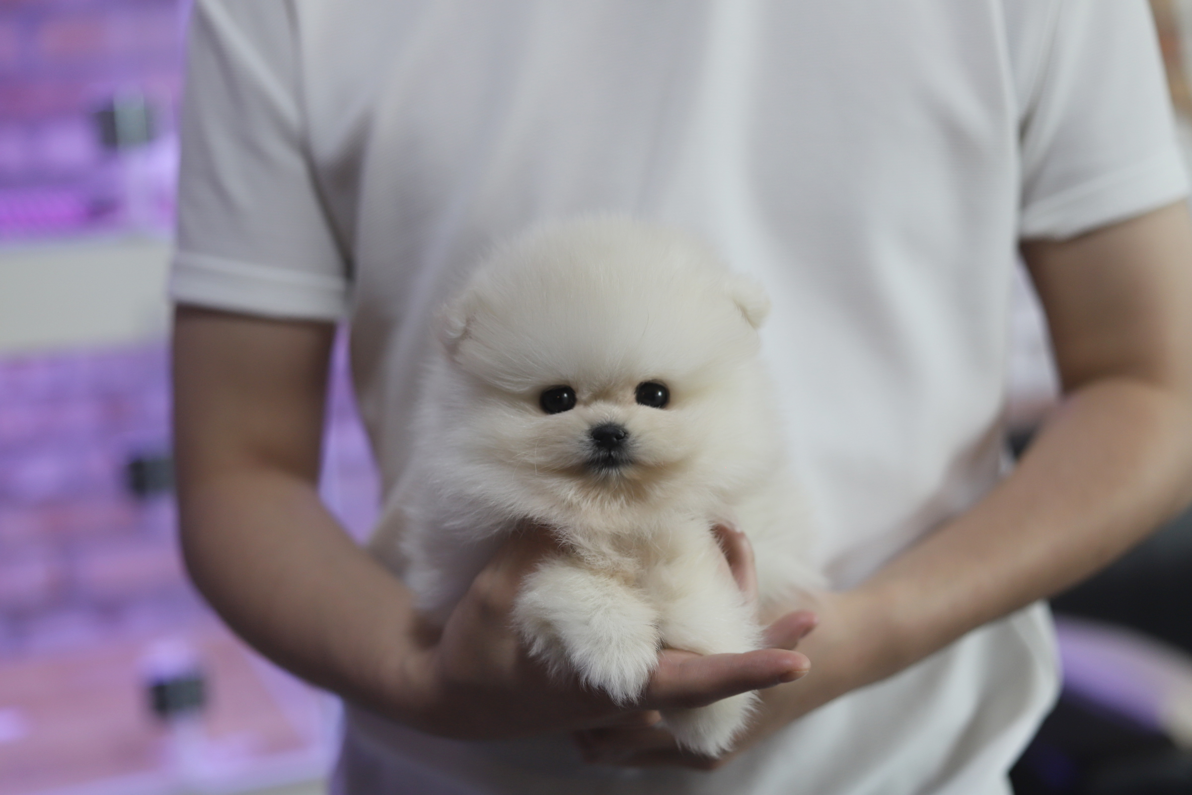 포메라니안 입양합니다