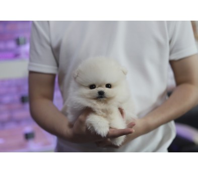 포메라니안 입양합니다