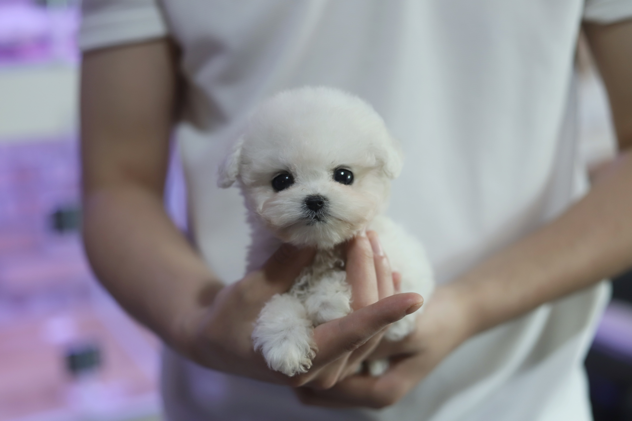 미니비숑 입양합니다