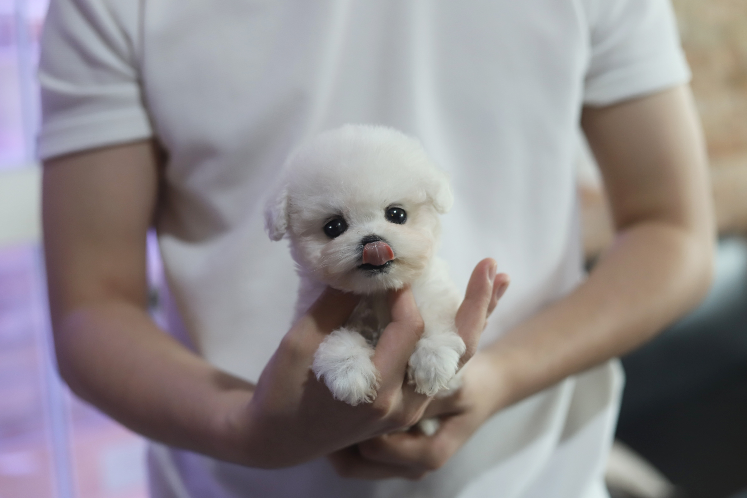 미니비숑 입양합니다