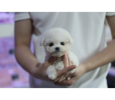 미니비숑 입양합니다