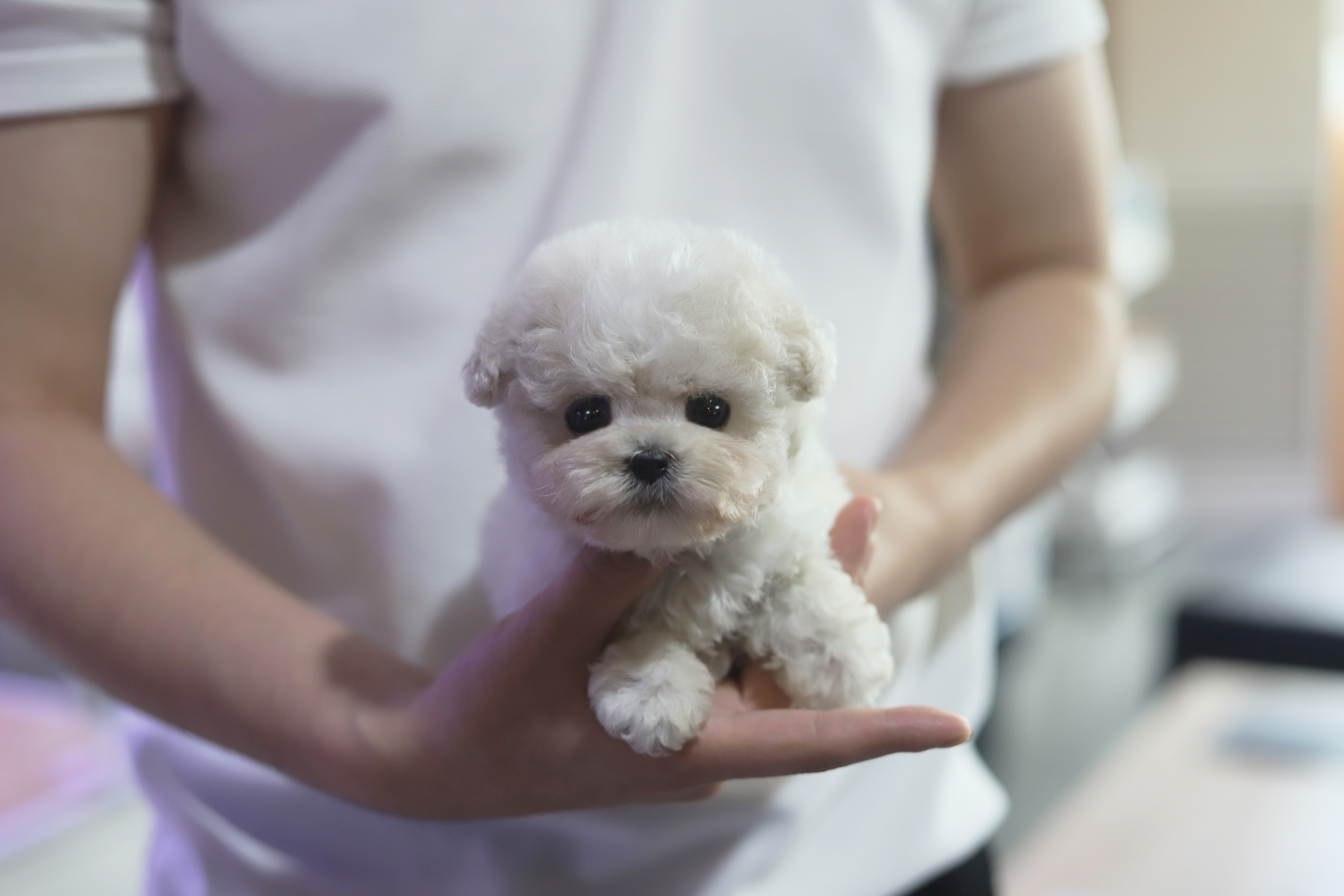 미니비숑 입양합니다