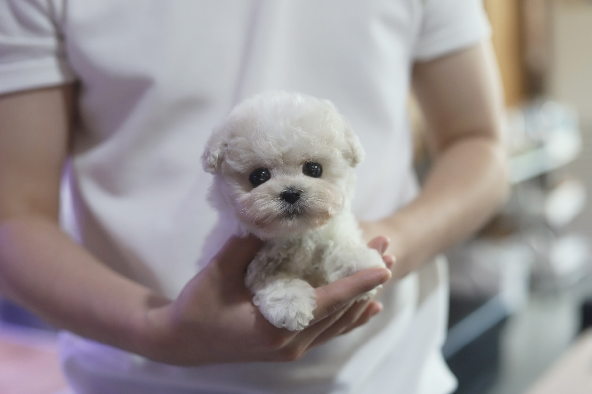 미니비숑 입양합니다