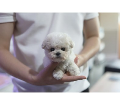 미니비숑 입양합니다