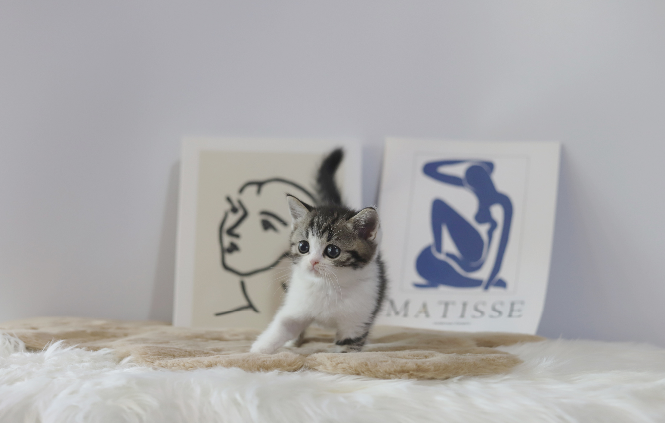 브리티쉬숏헤어 입양합니다