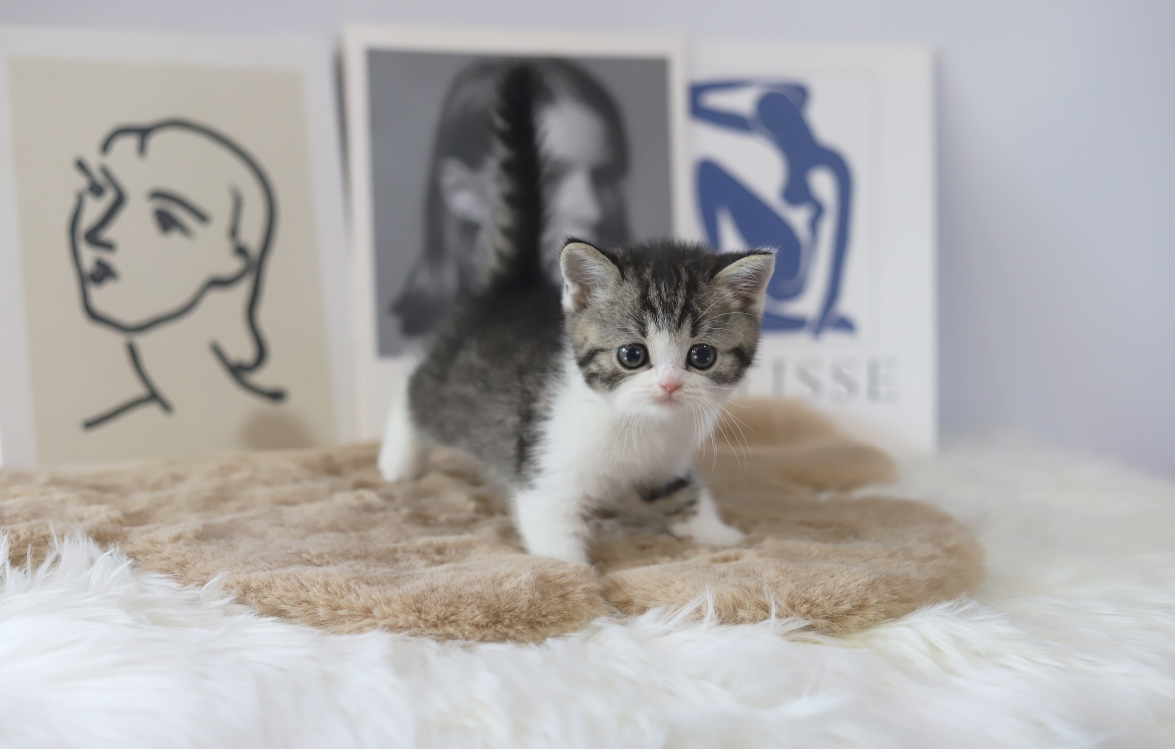 브리티쉬숏헤어 입양합니다