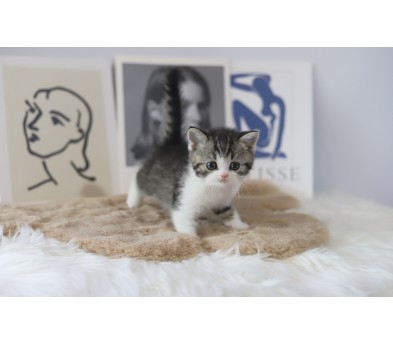 브리티쉬숏헤어 입양합니다