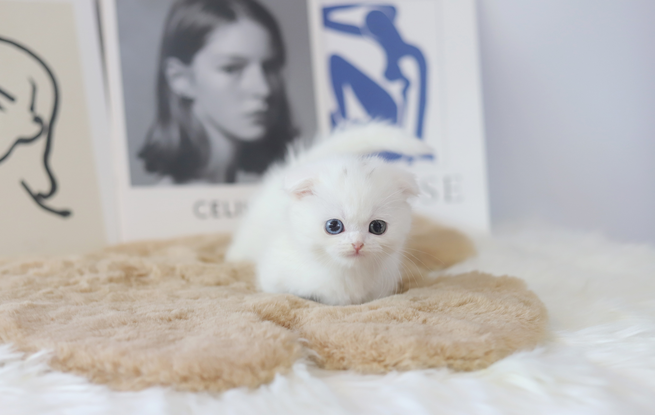 먼치킨 입양합니다