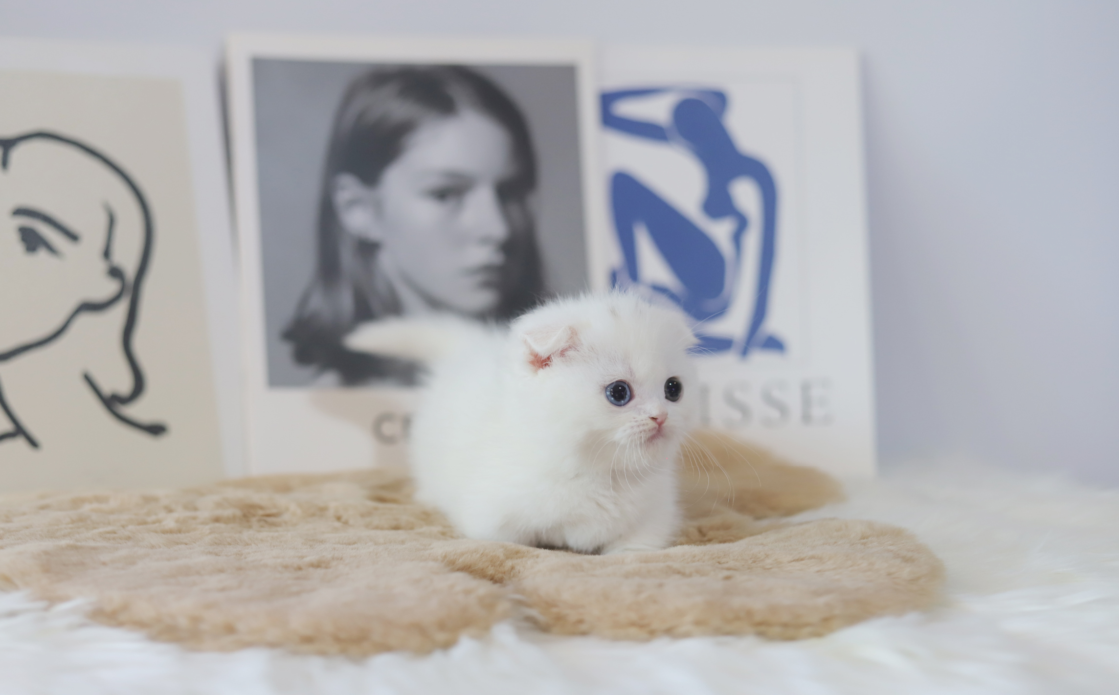 먼치킨 입양합니다