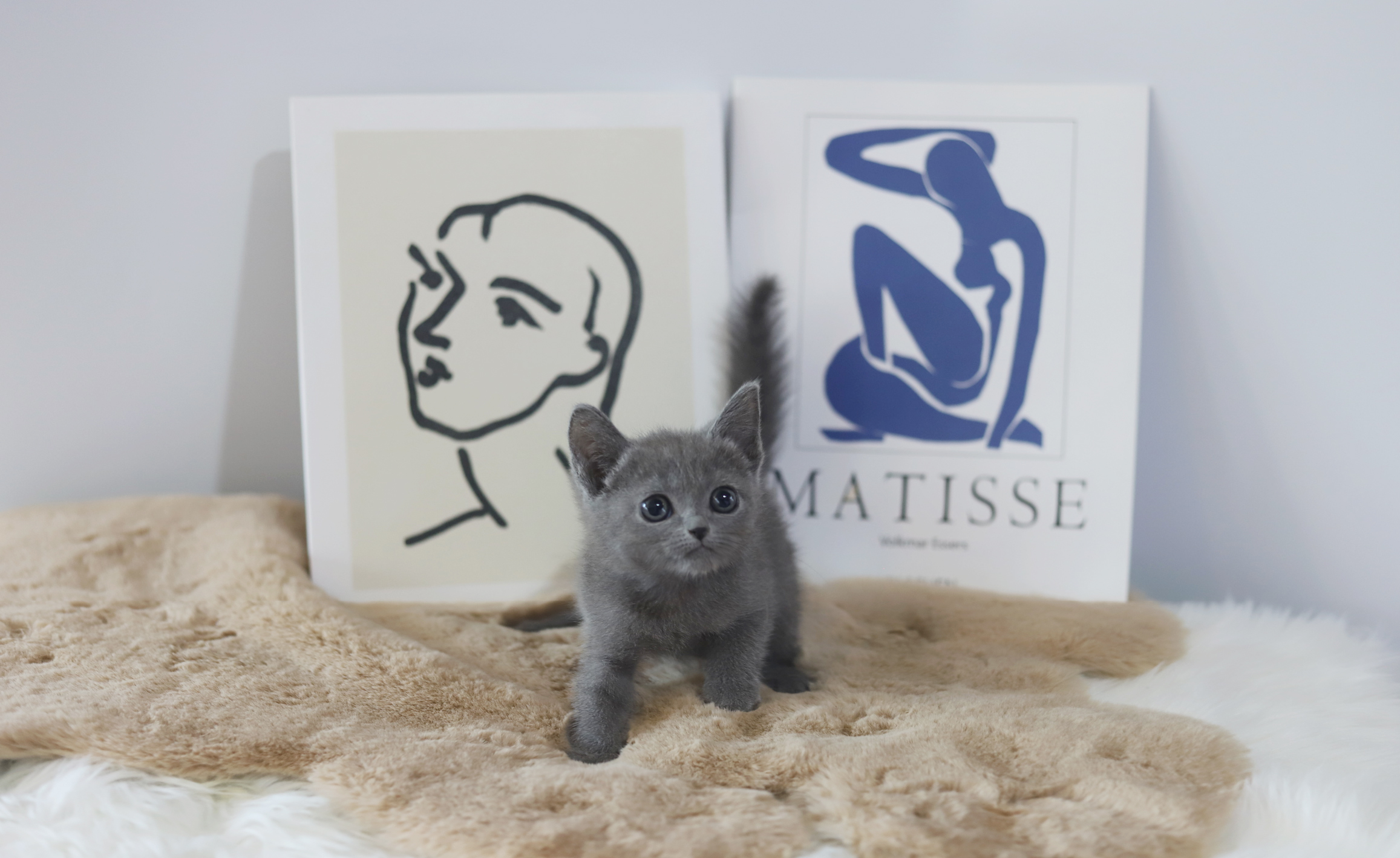 러시안블루 입양합니다