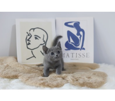 러시안블루 입양합니다