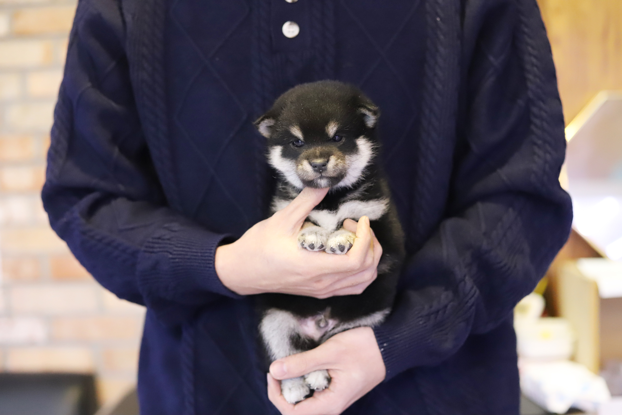 시바견 입양합니다