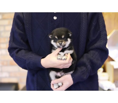 시바견 입양합니다