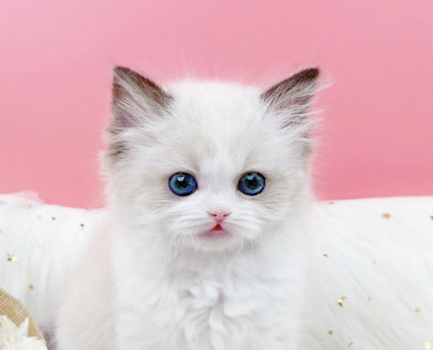 랙돌 입양합니다