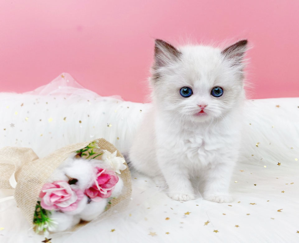 랙돌 입양합니다