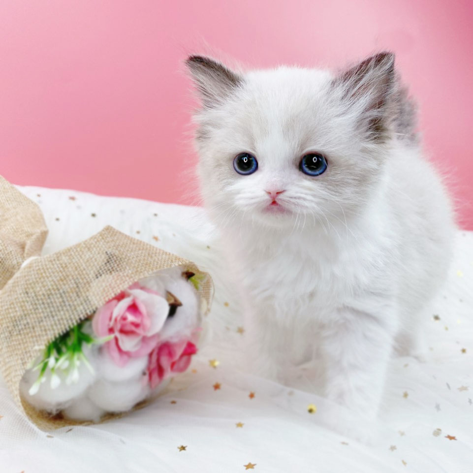 랙돌 입양합니다