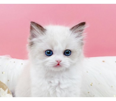 랙돌 입양합니다