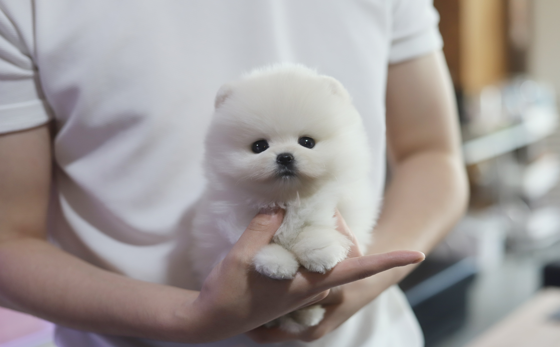 포메라니안 입양합니다