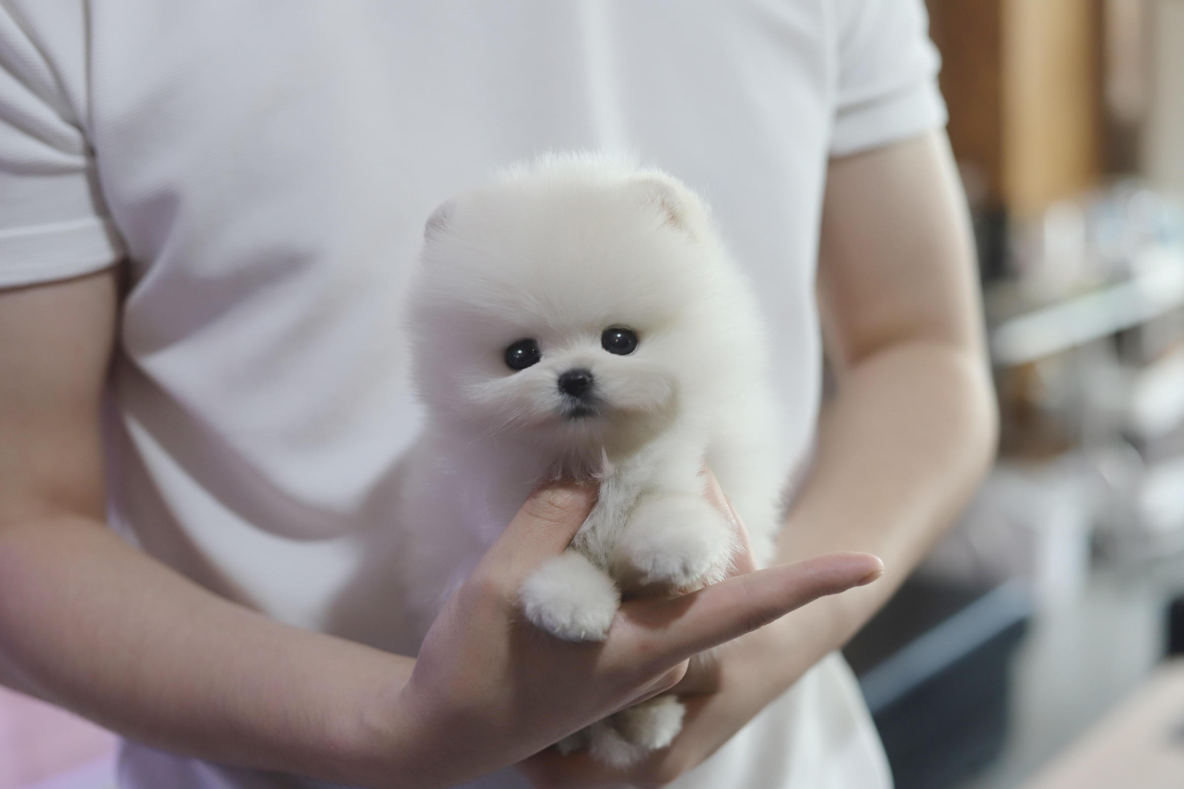 포메라니안 입양합니다