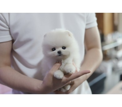 포메라니안 입양합니다