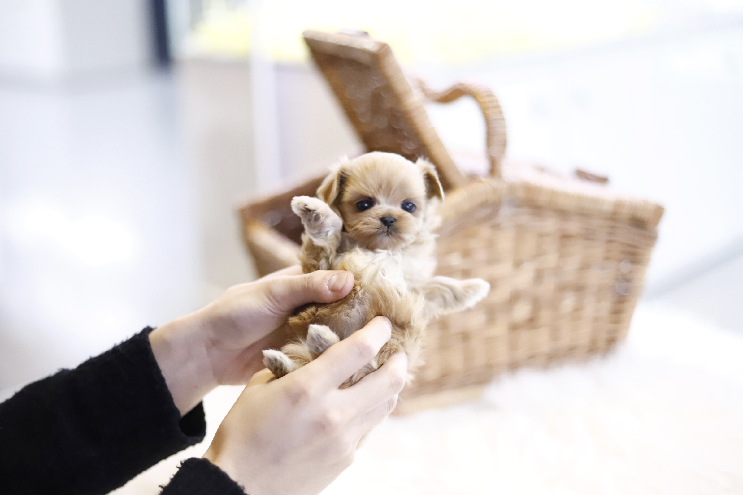 말티푸 입양합니다