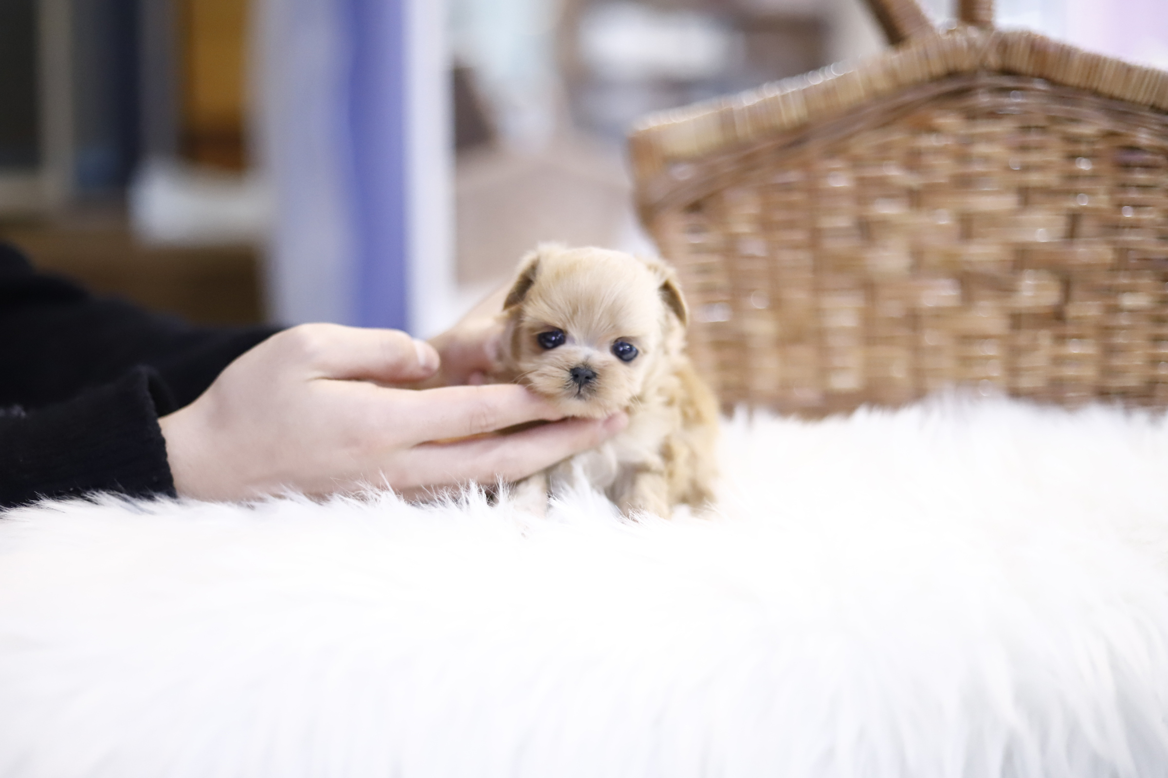 말티푸 입양합니다