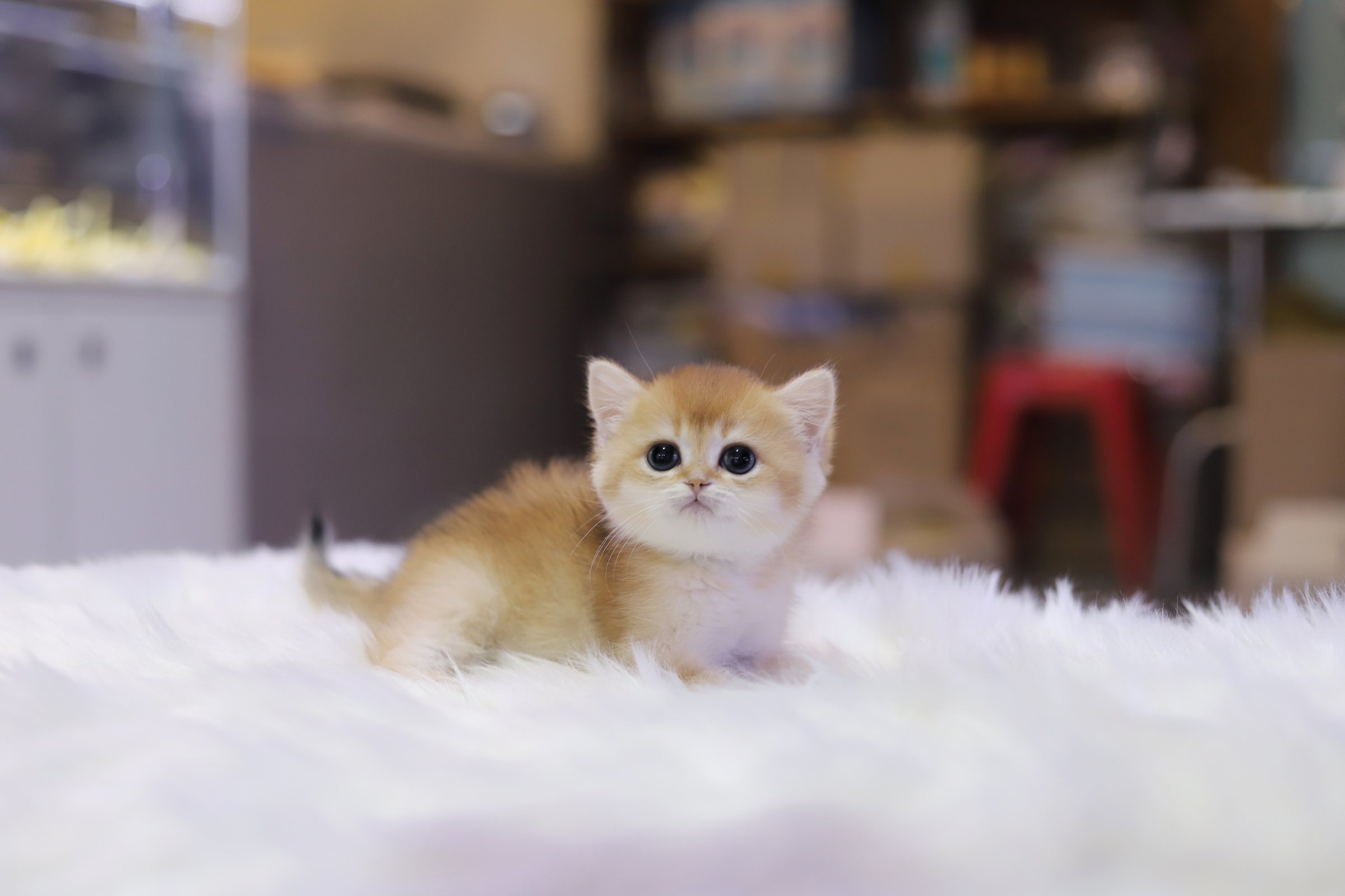 브리티쉬숏헤어 입양합니다