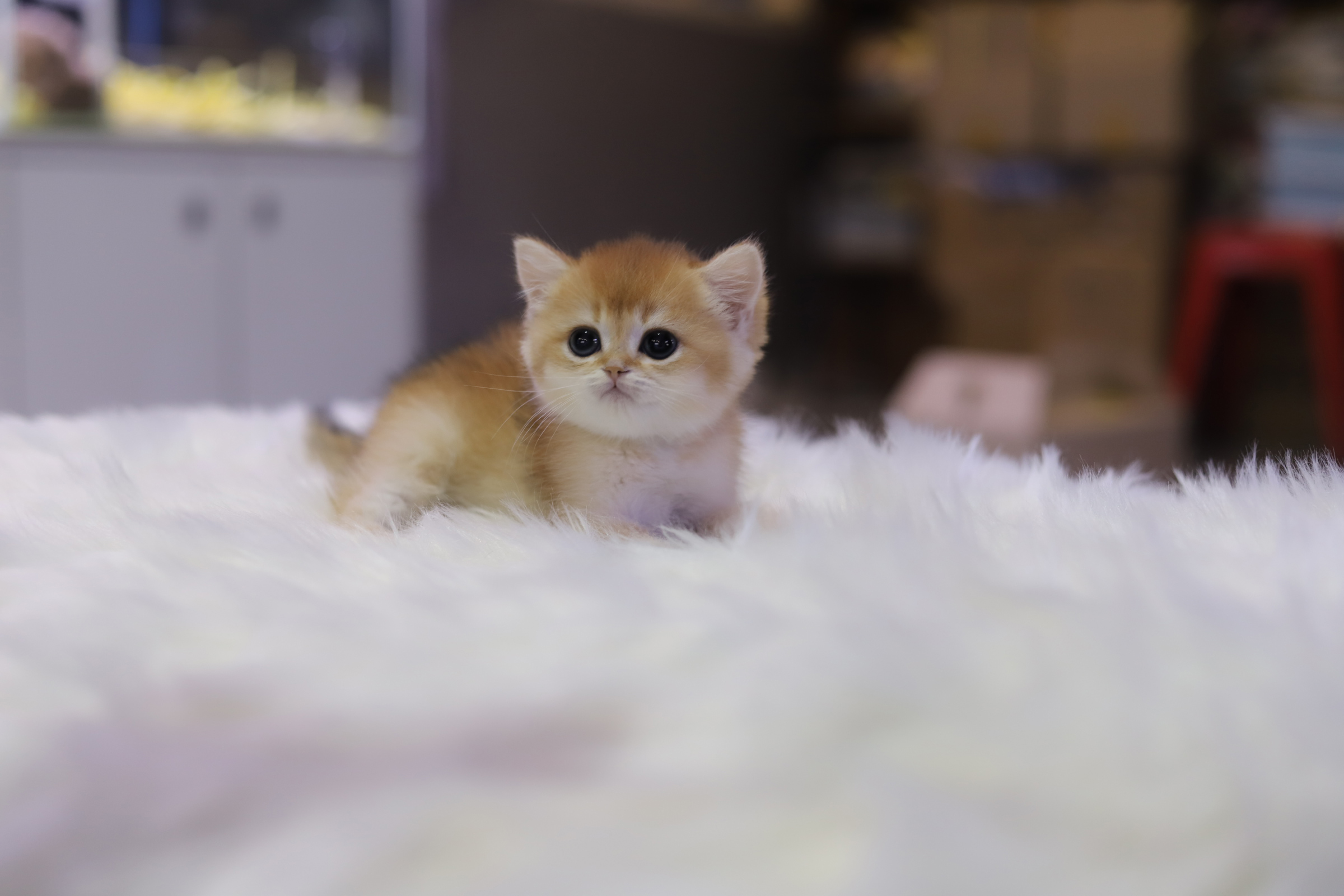 브리티쉬숏헤어 입양합니다