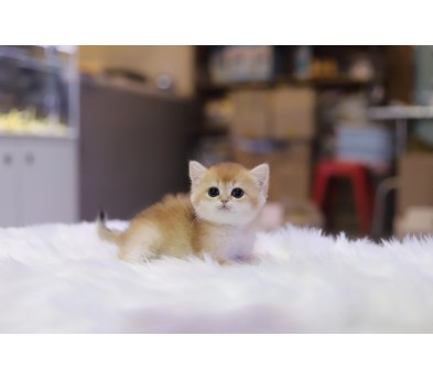 브리티쉬숏헤어 입양합니다