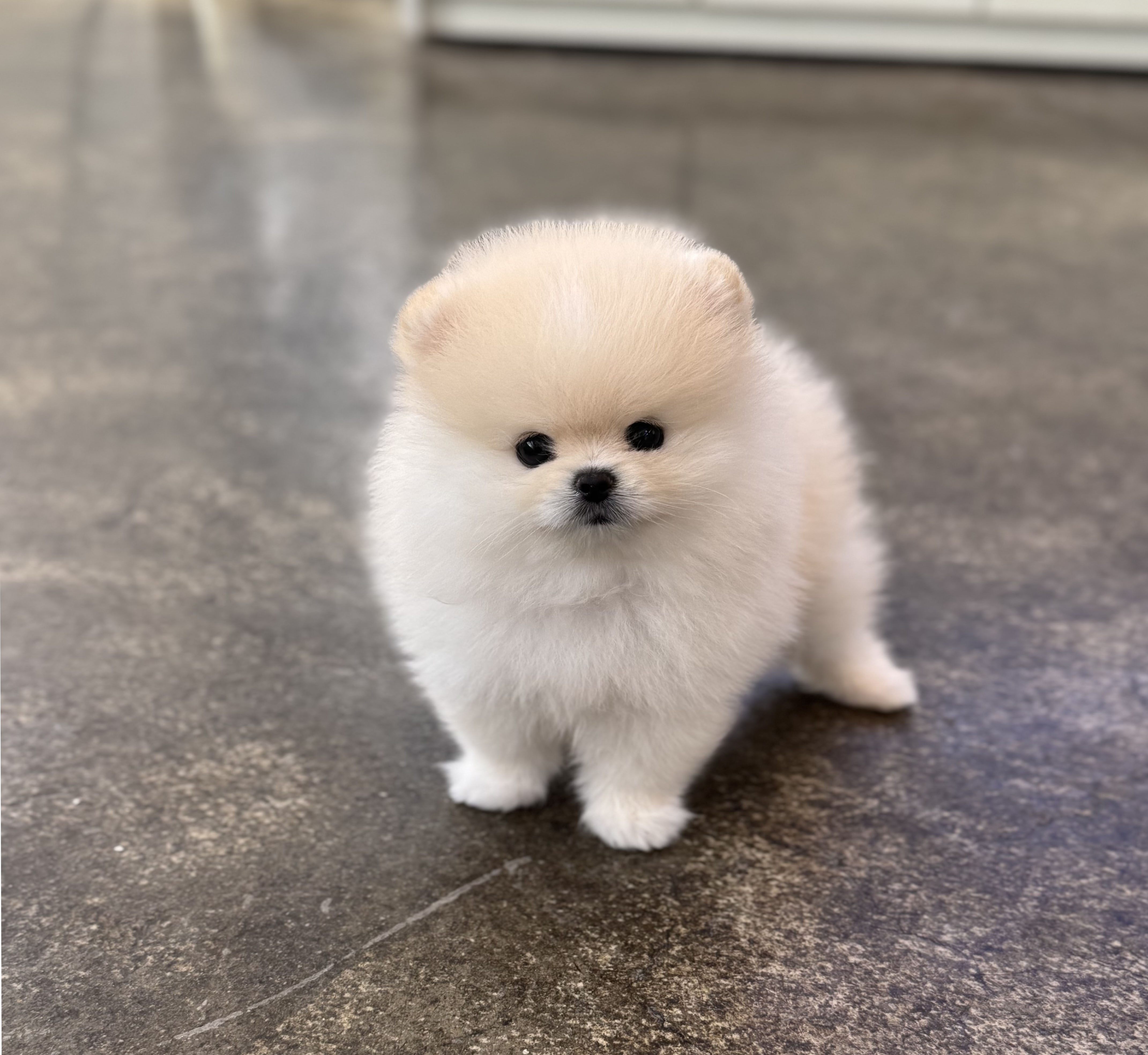 포메라니안 입양합니다