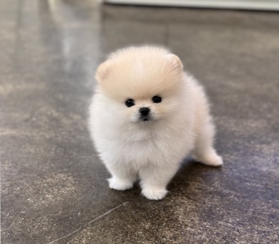 포메라니안 입양합니다