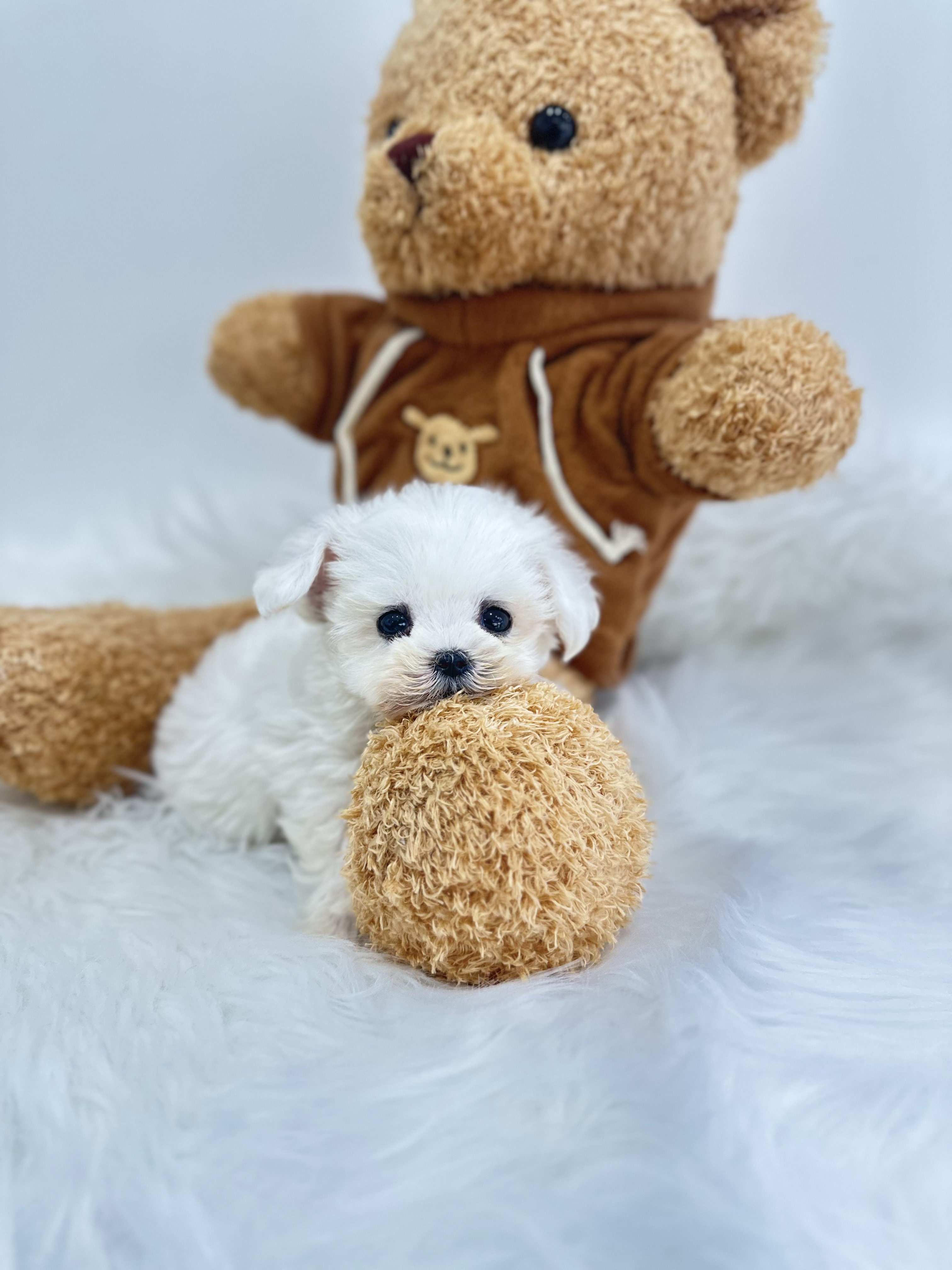 말티숑 입양합니다