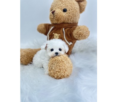 말티숑 입양합니다