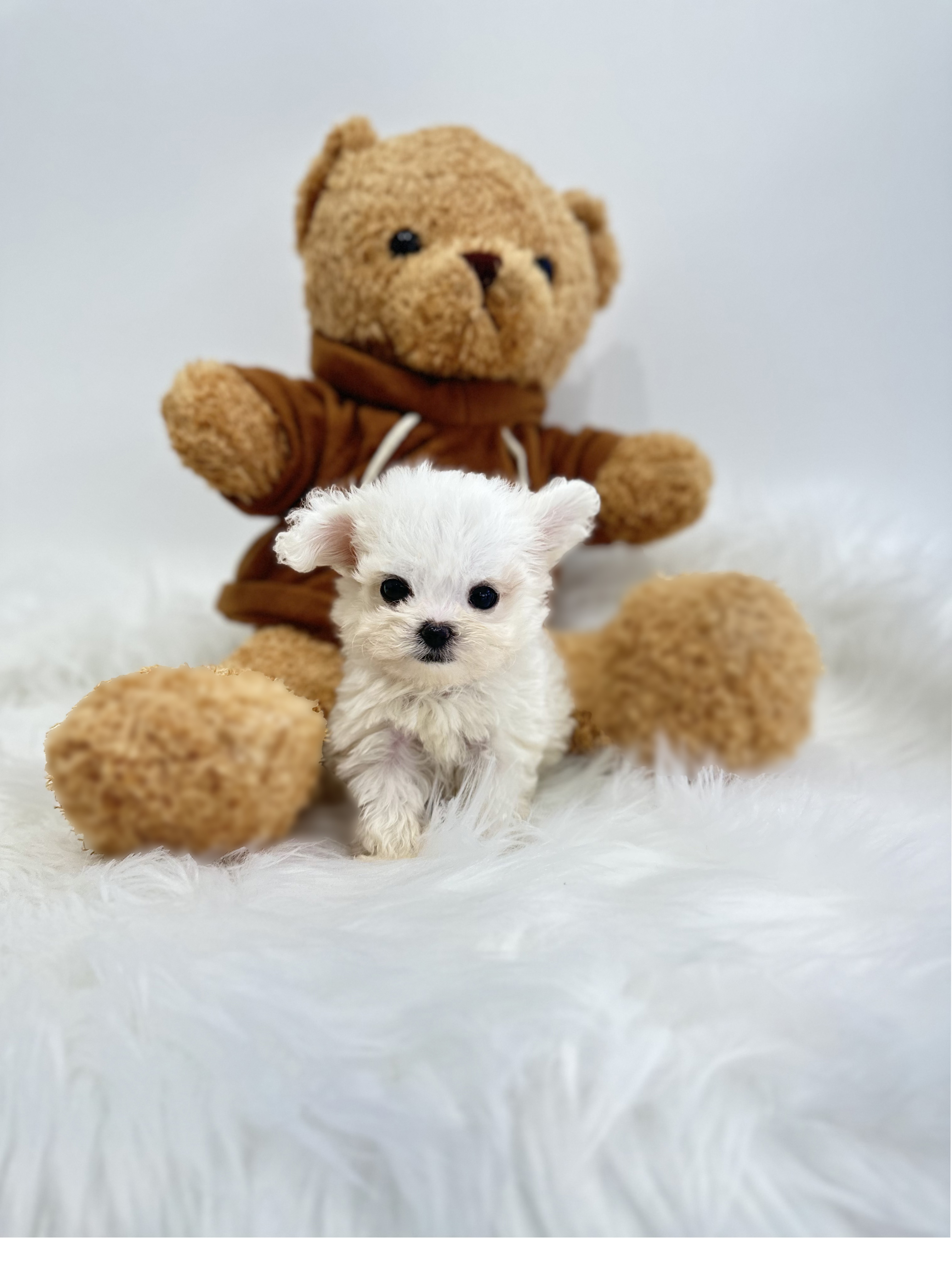 말티숑 입양합니다