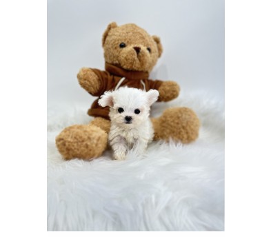 말티숑 입양합니다