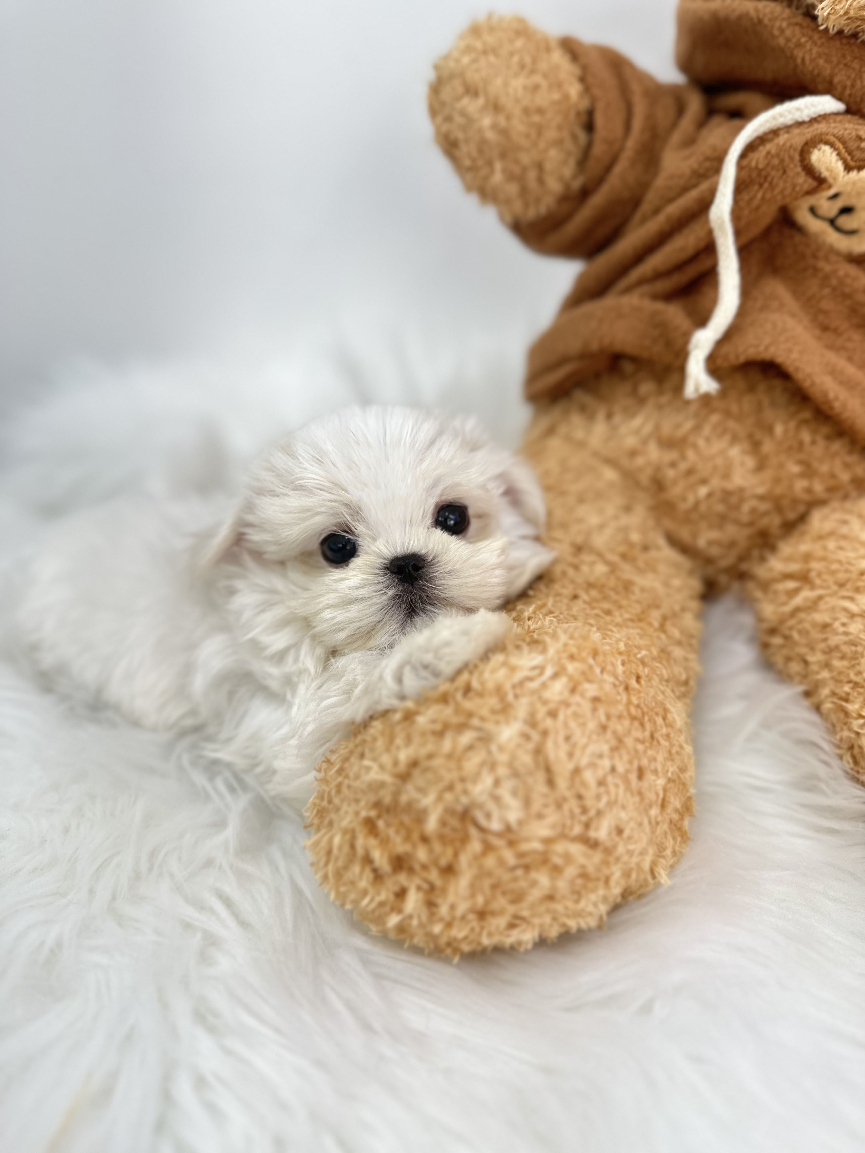 말티즈 입양합니다