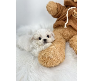 말티즈 입양합니다