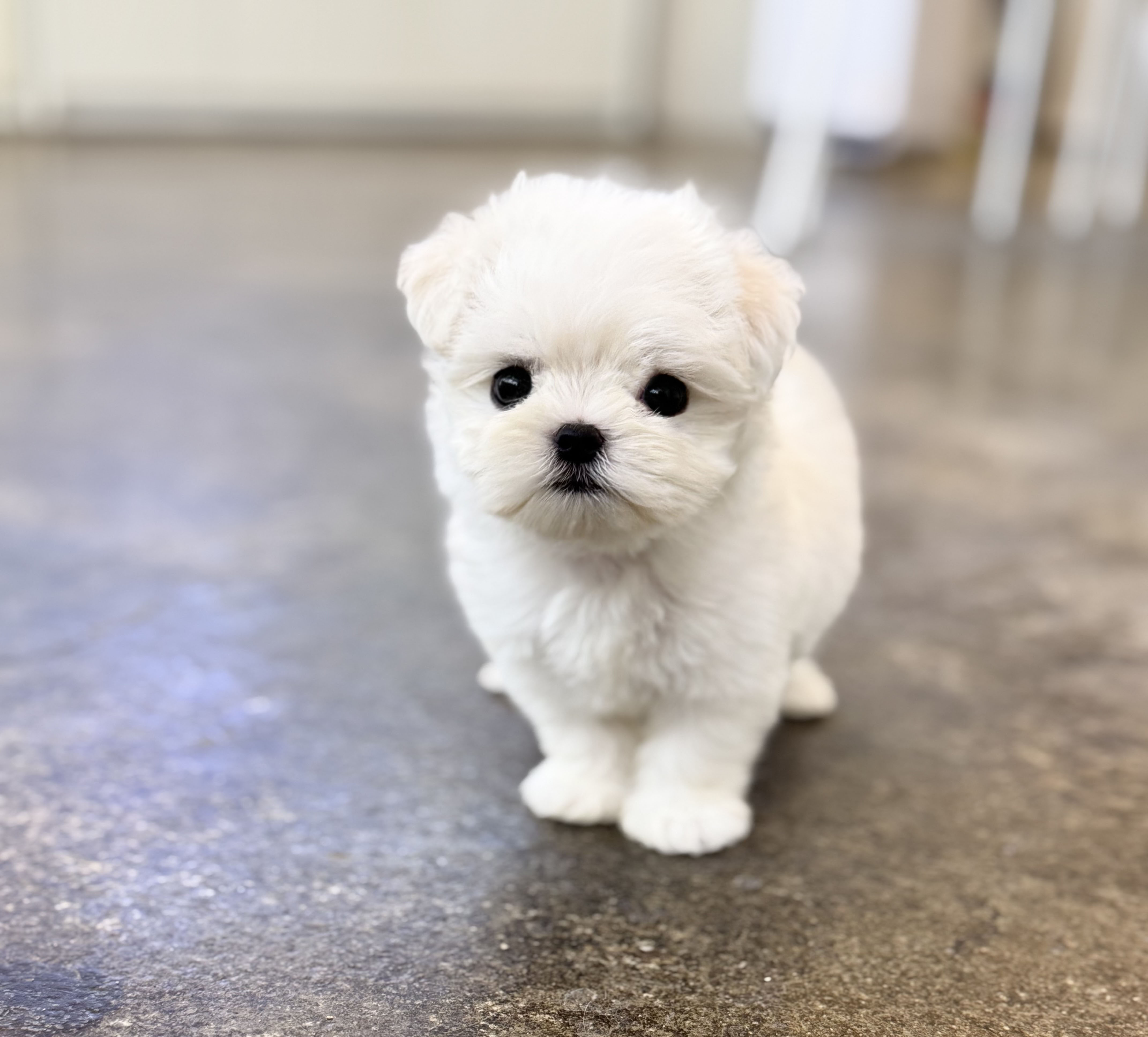 말티즈 입양합니다