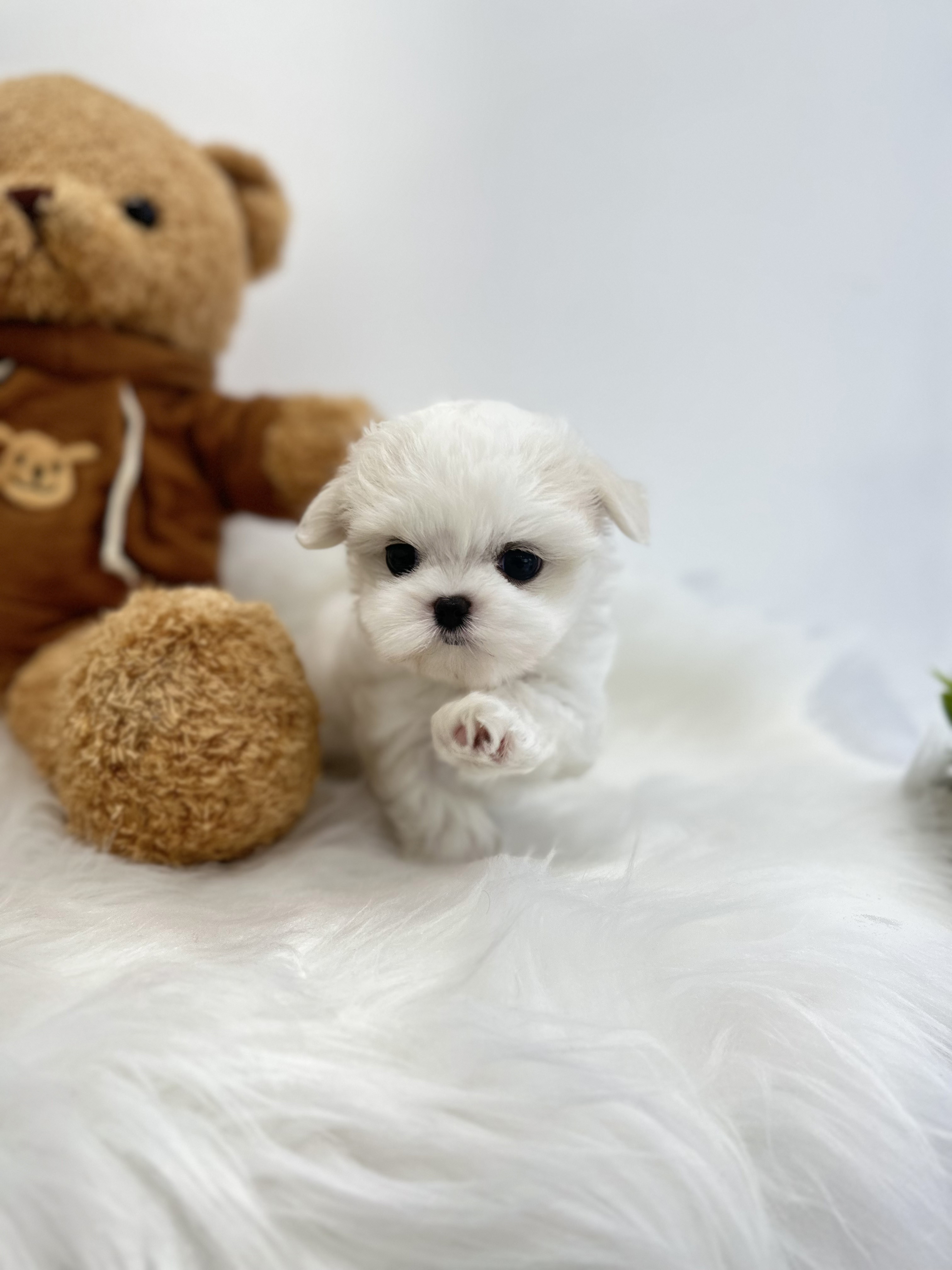 말티즈 입양합니다