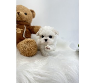 말티즈 입양합니다